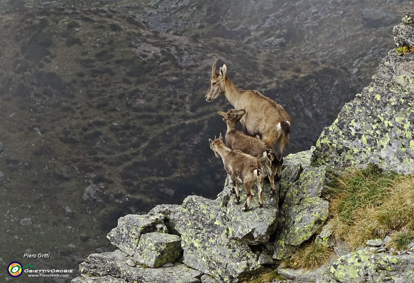 70 Stambecca con piccoli a picco sulle rocce.JPG -                                